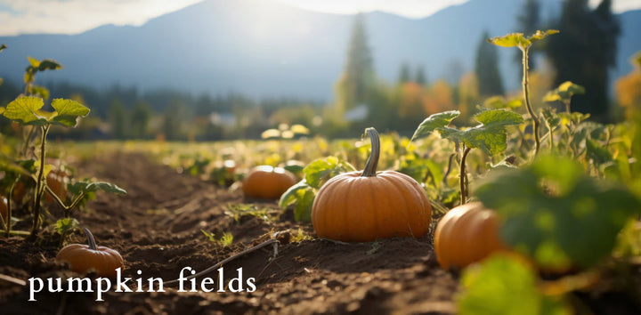 pumpkin fields diffuser - herba botanicals