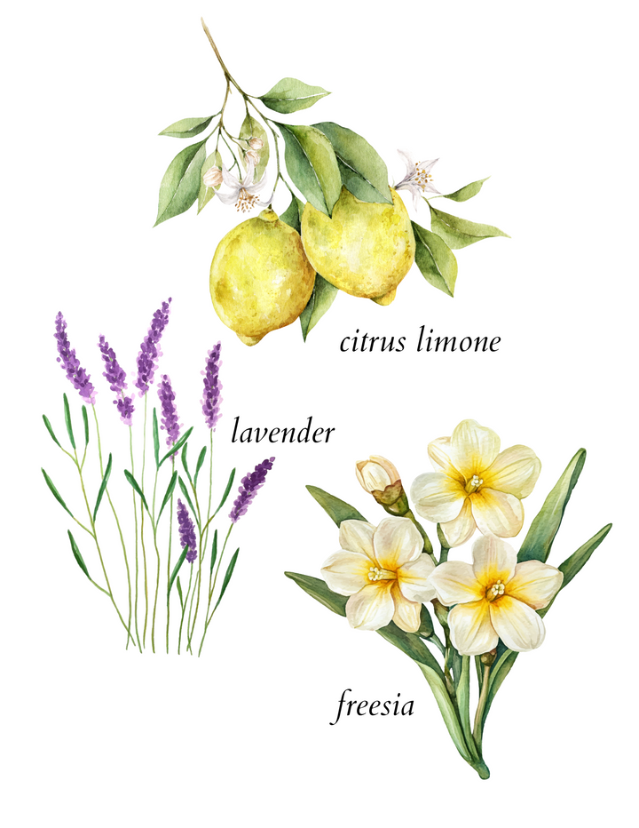 amalfi coast scented incense - herba botanicals