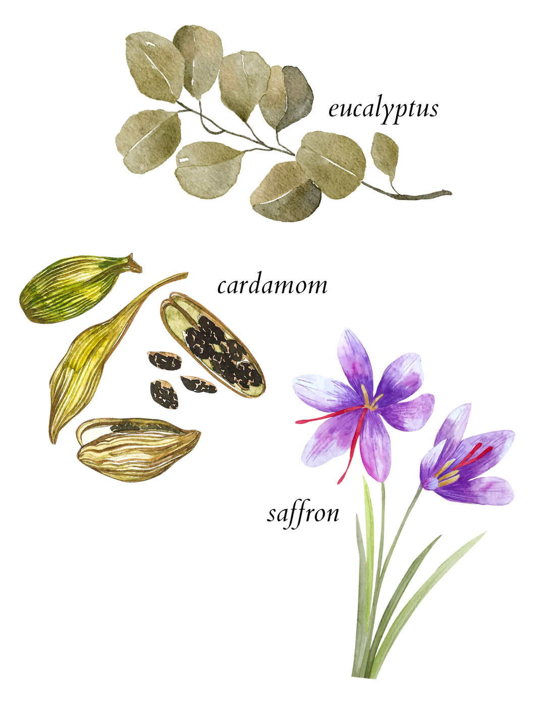 eucalyptus indian spice scented incense - herba botanicals