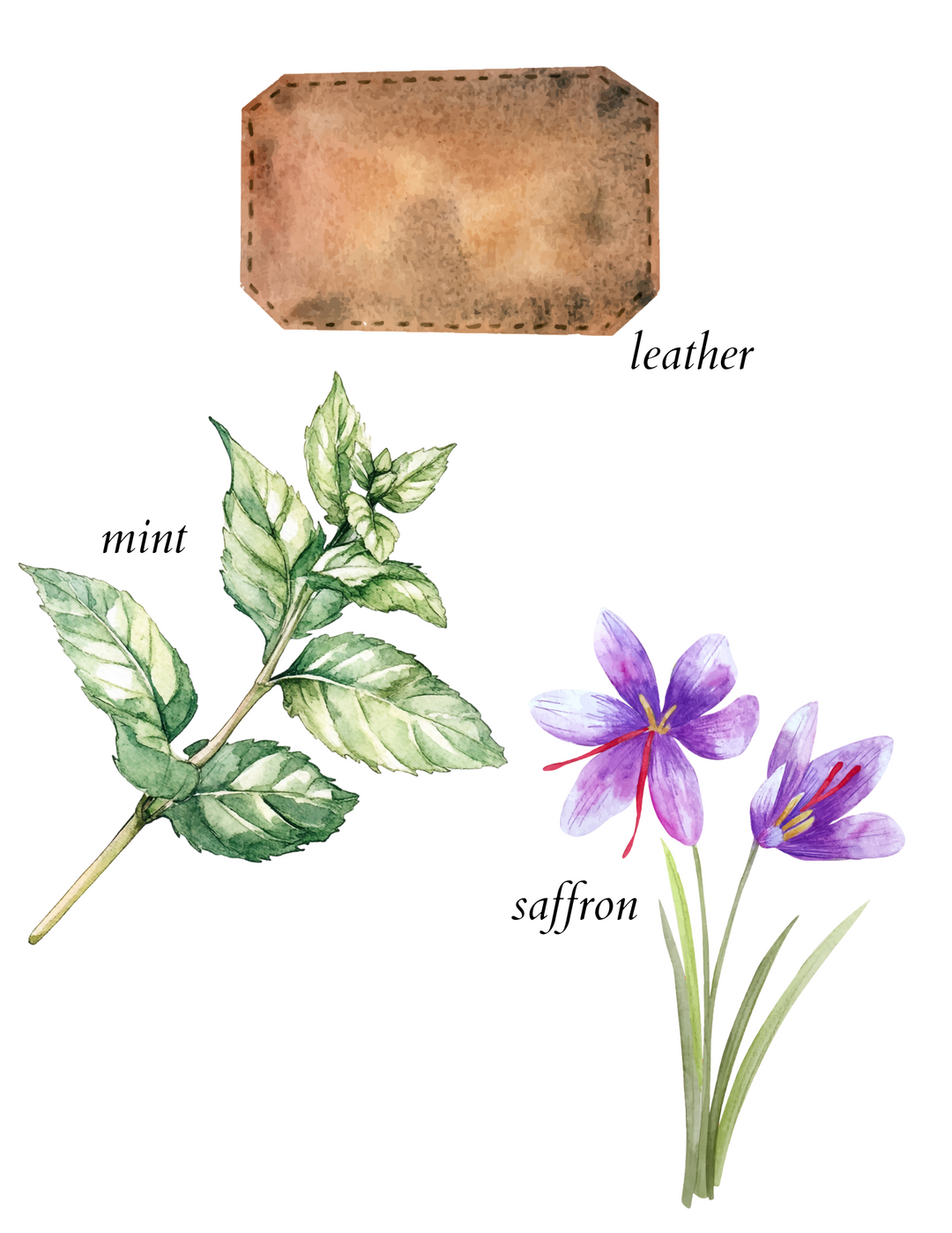 moroccan leather eau de parfum - herba botanicals