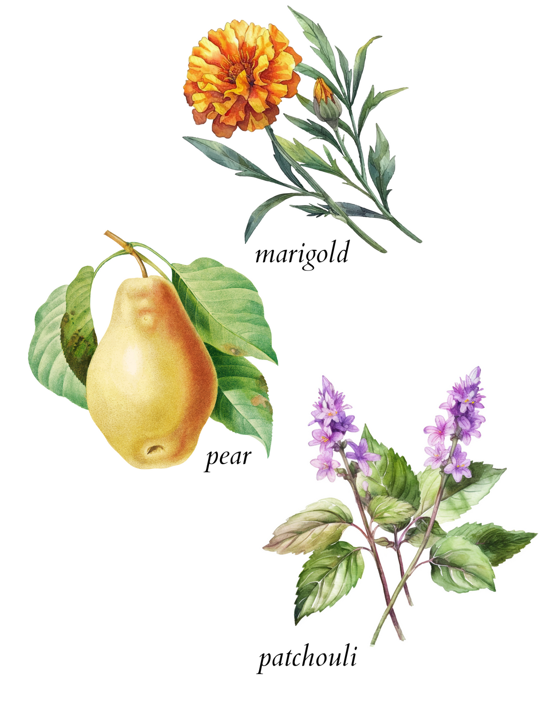 french marigold & pear diffuser - herba botanicals