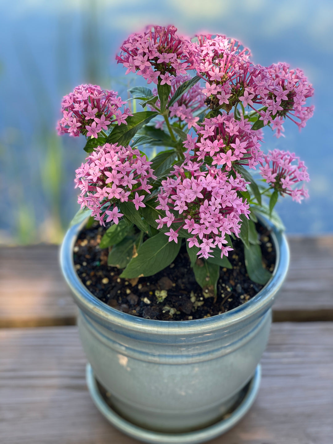 herba botanicals mother's day gift ideas