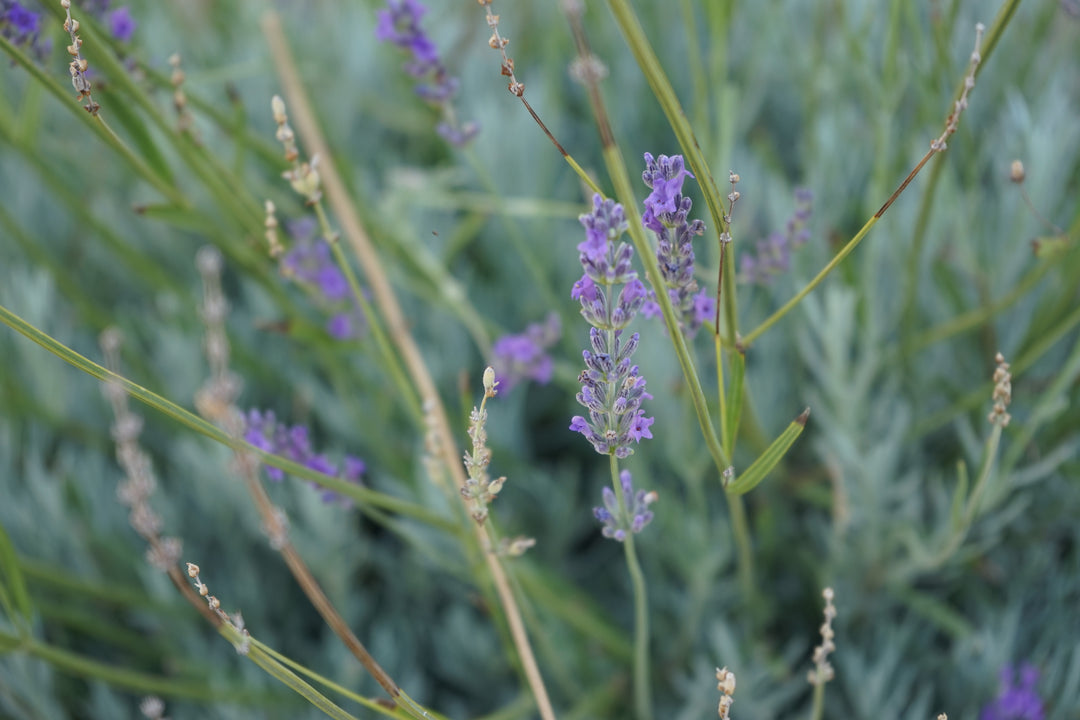 herba botanicals story