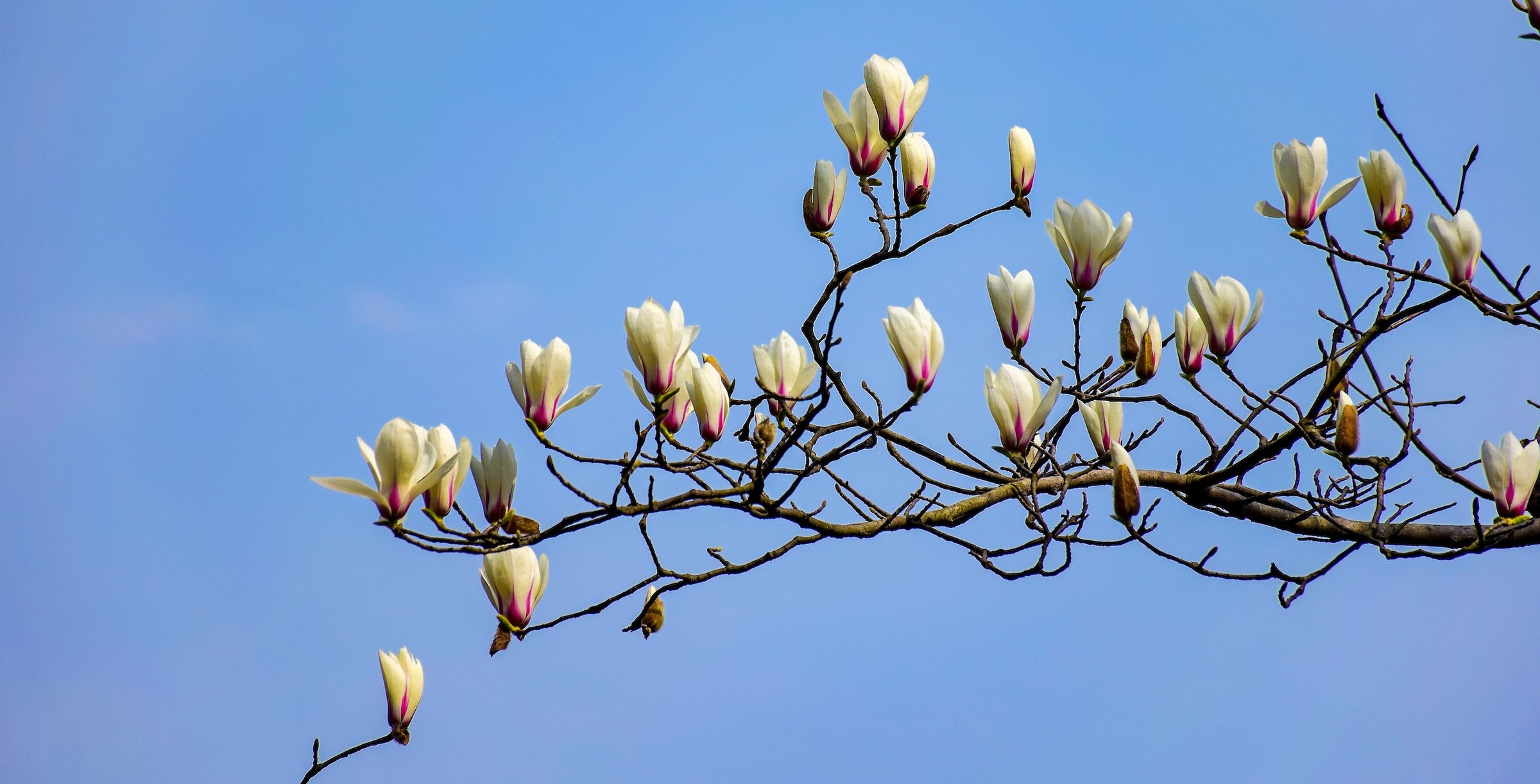 magnolia branch