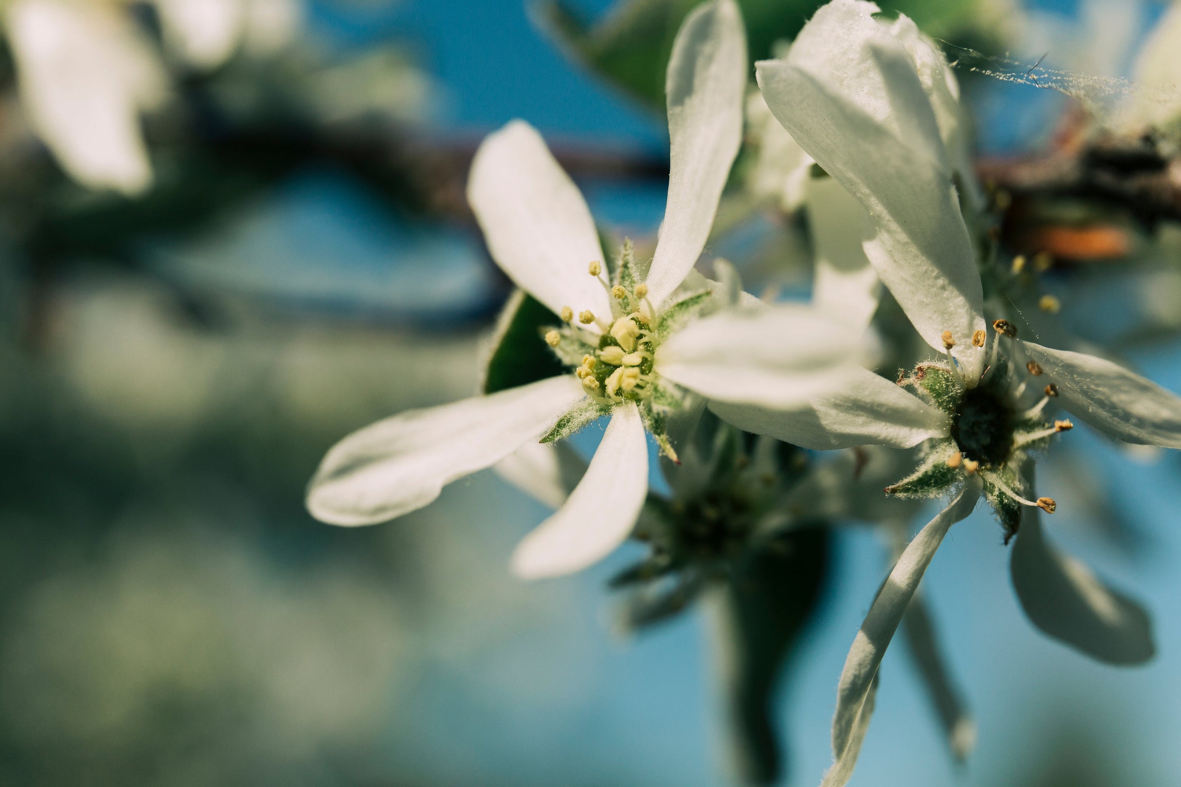 neroli leaf