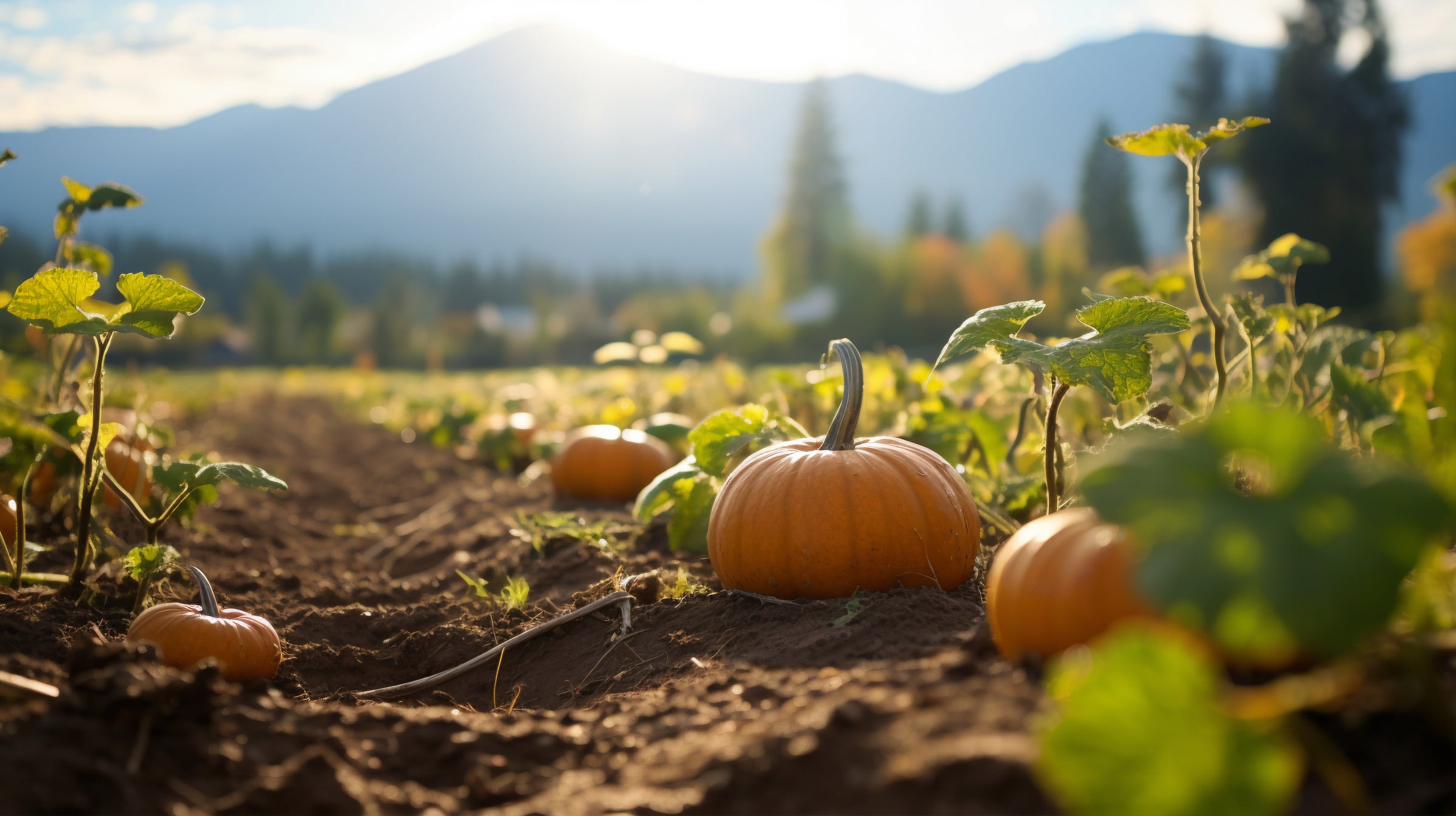 pumpkin fields