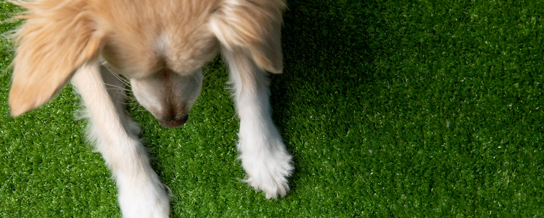 petcare